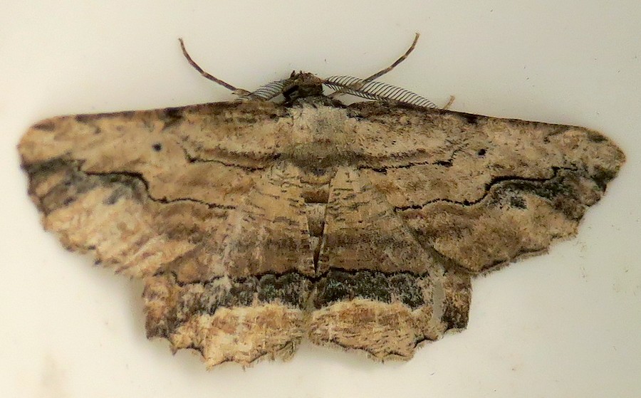 Menophra abruptaria - Geometridae